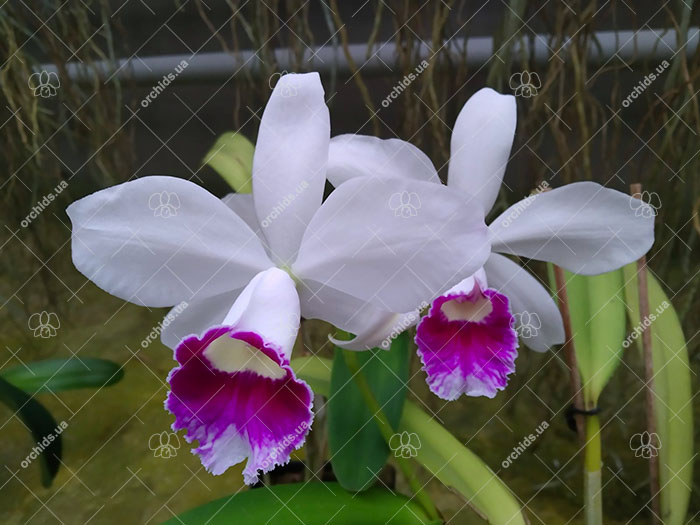 Laeliocattleya Hsinying Pub 'Albo Sanguinea' (purpurata x Batagesi).jpg