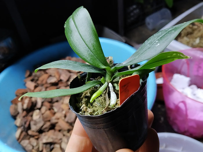 Phalaenopsis lobbii var orange.jpg