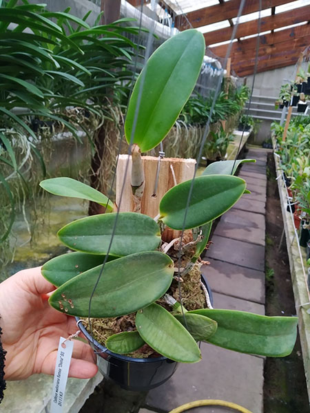 Cattleya wallkeriana flamea divina.jpg