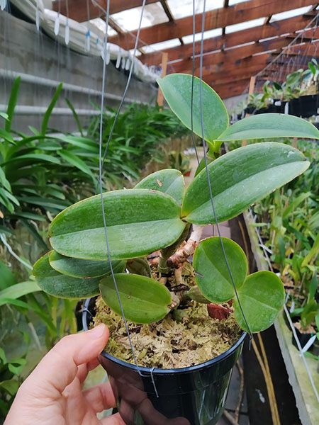 Cattleya nobilior 'Brasileirinha' x rubra 'Baton'.jpg