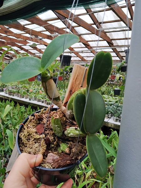 Cattleya nobilior 'Golias' x rubra.jpg