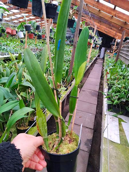 Cattleya Trimos semialba (trianae semialba x mossiae).jpg