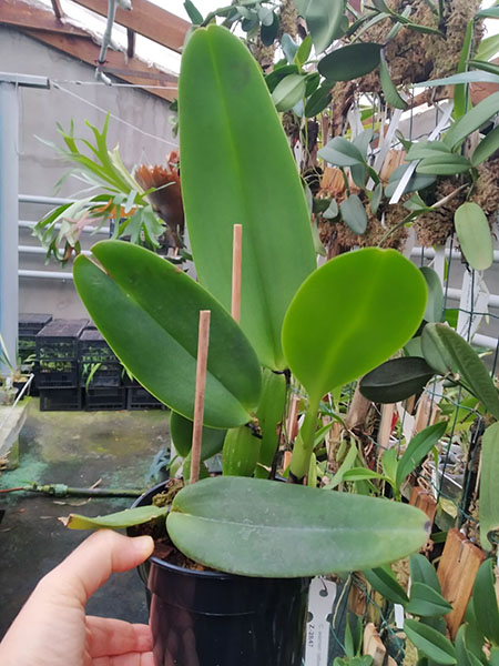 Cattleya warneri (albescens venosa 'Da Josefina' x amesiana 'Mem R Kautsky').jpg