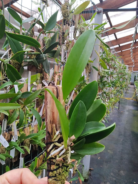 Laelia sincorana (delicata 'Orvalho' x concolor escura 'Diamantina').jpg