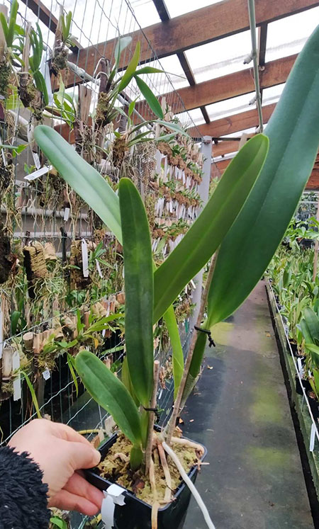 Laelia crispa (vinicolor x flamea).jpg