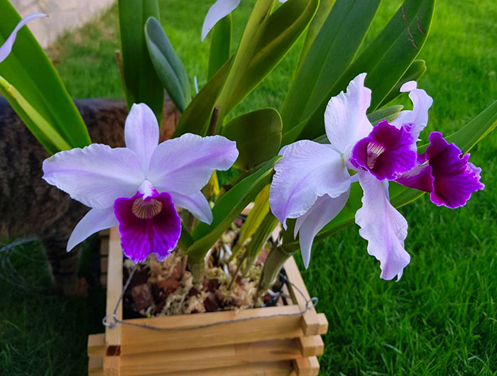 Laelia purpurata suave 'Sissi' x Laelia purpurata russeliana 'Maria Cristina'.jpg