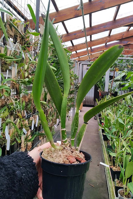 Cattleya labiata 'Yellow Eyes' x self.jpg