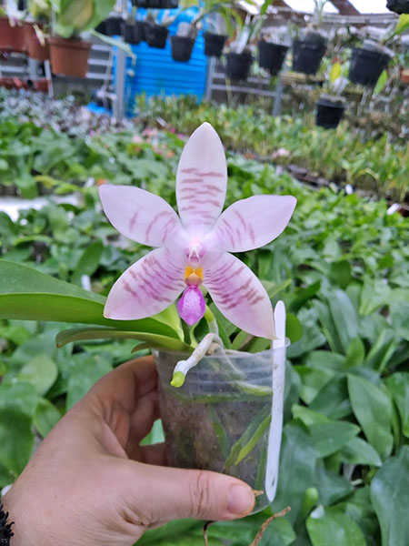 Phalaenopsis Penang Violacea x tetraspis.jpg