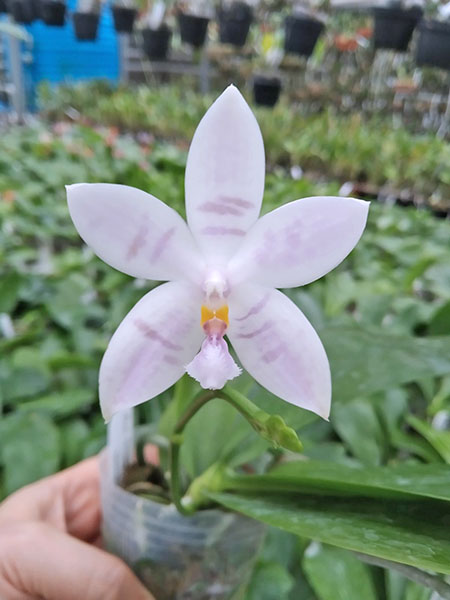 Phalaenopsis Penang Violacea x tetraspis.jpg