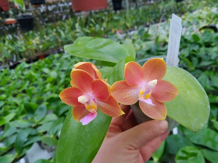 Phalaenopsis speciosa 'Coffee' x Yaphon Perfume 'Yellow'.jpg