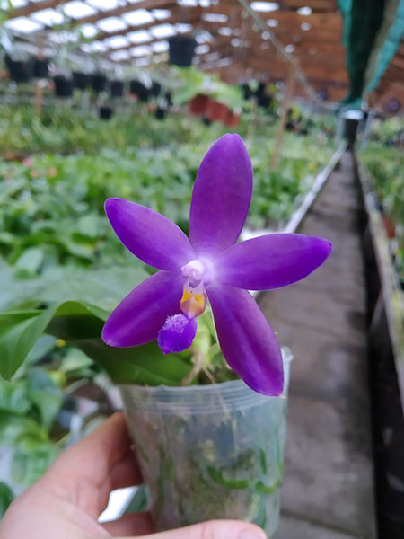 Phalaenopsis YangYang Blue Berry.jpg