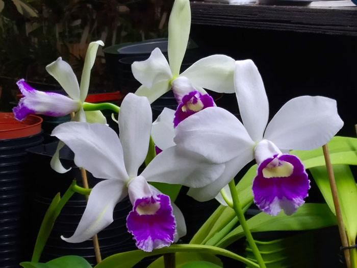 Laeliocattleya Hsinying Pub 'Albo Sanguinea' (purpurata x Batagesi).jpg