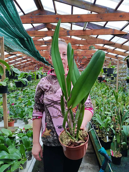 Cattleya warscewiczii sanderiana.jpg