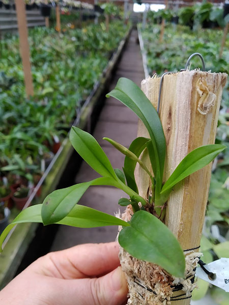 Maxillaria pseudoreichenheimiana.jpg