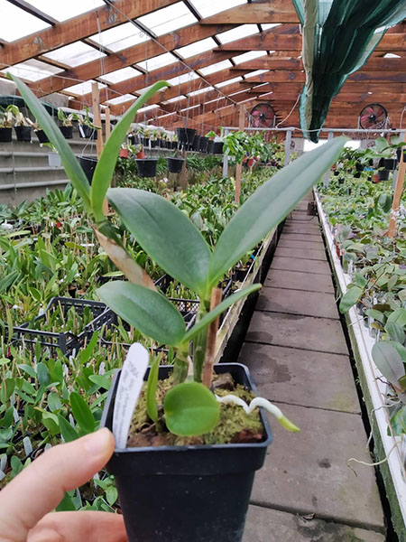 Sophrolaeliocattleya Katherine Clarkson 'SVO' x Sophrolaeliocattleya Sun Spots 'SVO Best'.jpg