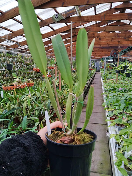 Cattleya lueddemanniana coerulea 'Caracas' x coerulea pincelada.jpg