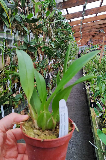 Laelia anceps alba 'Malvern' x anceps 'Disciplinata'.jpg