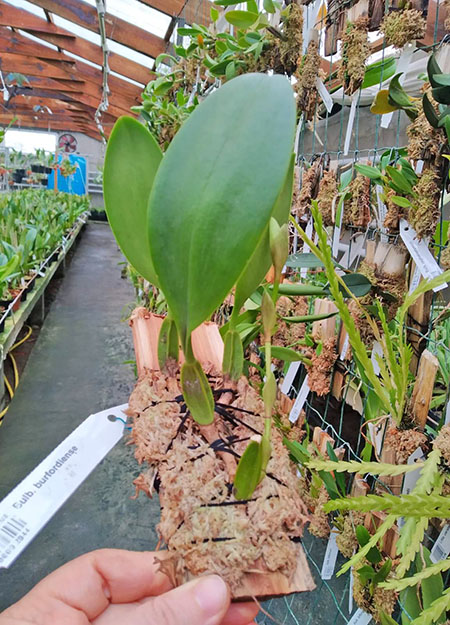 Bulbophyllum burfordiense.jpg