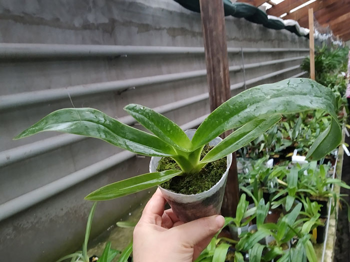 Paphiopedilum Chiu Hua Dancer (gigantifolium x sanderianum).jpg