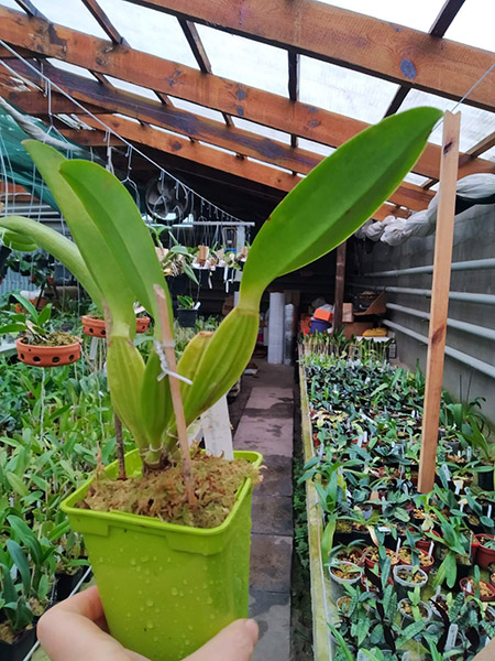 Cattleya gaskelliana alba.jpg