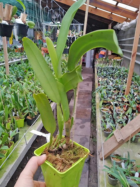 Cattleya gaskelliana coerulea 'Vista Linda' (Z-360) x Cattleya gaskelliana coerulea 'Boas Vista' (Z-360).jpg