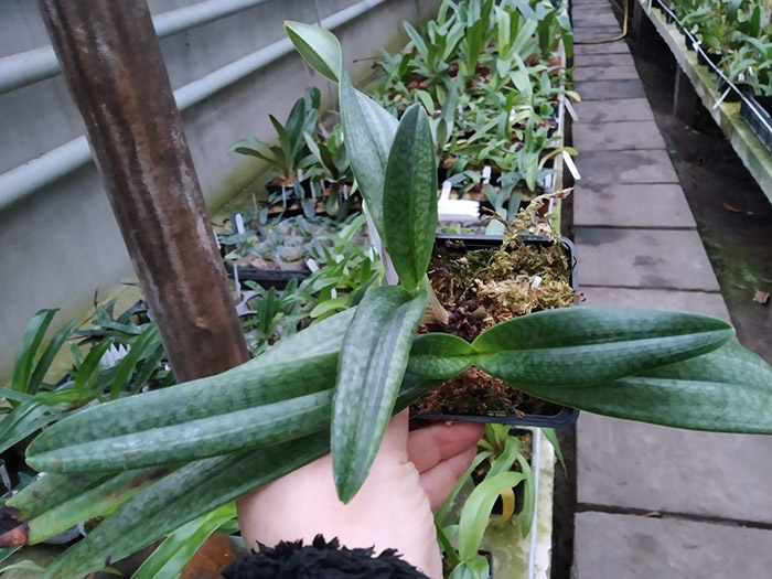 Paphiopedilum Gloria Naugle (rothschildianum x micranthum).jpg