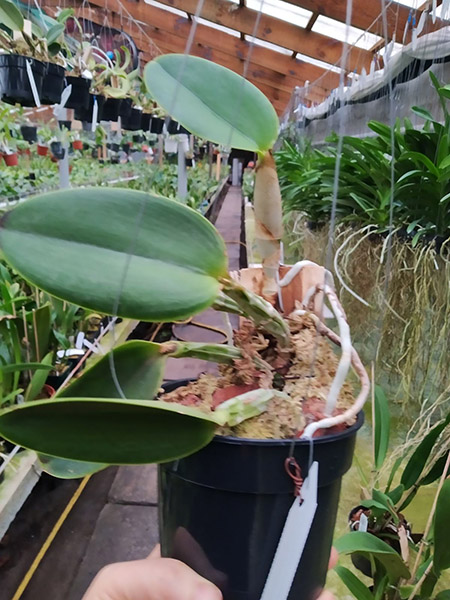 Cattleya walkeriana (2001) x semi-alba 'Chapeuzinho Vermelho'.jpg