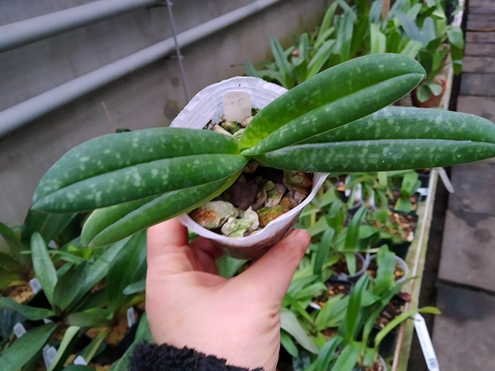 Paphiopedilum concolor striatum.jpg