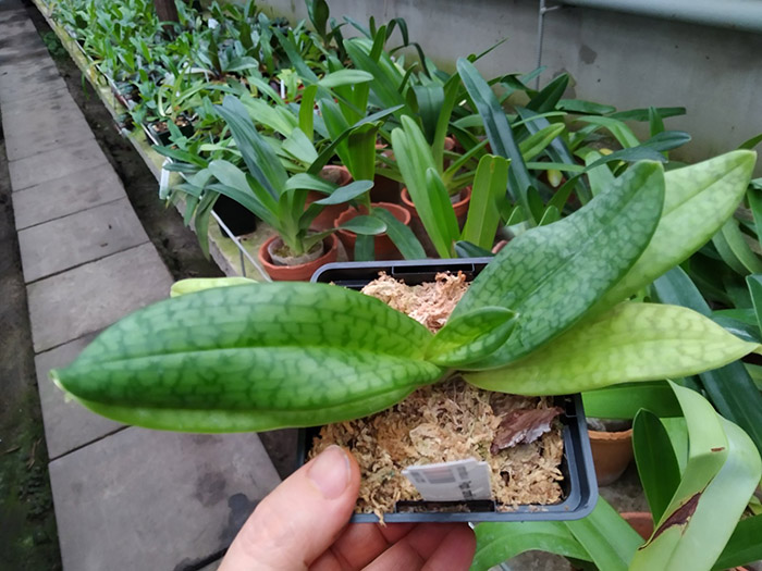 Paphiopedilum canhii x sukhakulii.jpg