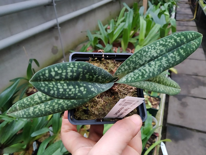 Paphiopedilum Fanaticum (malipoense x micranthum).jpg