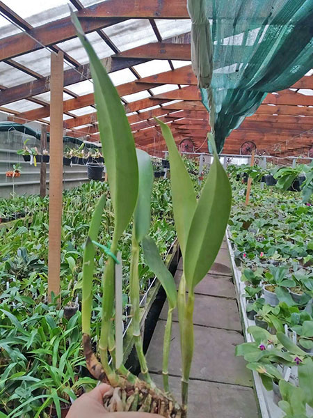 Cattleya warscewiczii semi-alba 'Fascination' x lueddemanniana semi-alba 'Cerro Verde'.jpg