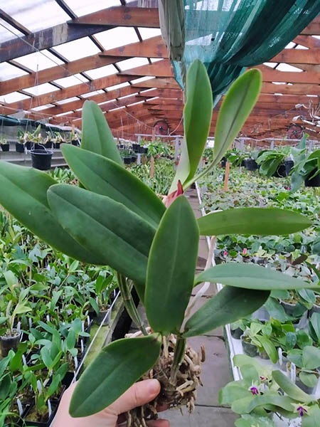 Cattleya schilleriana x walkeriana.jpg