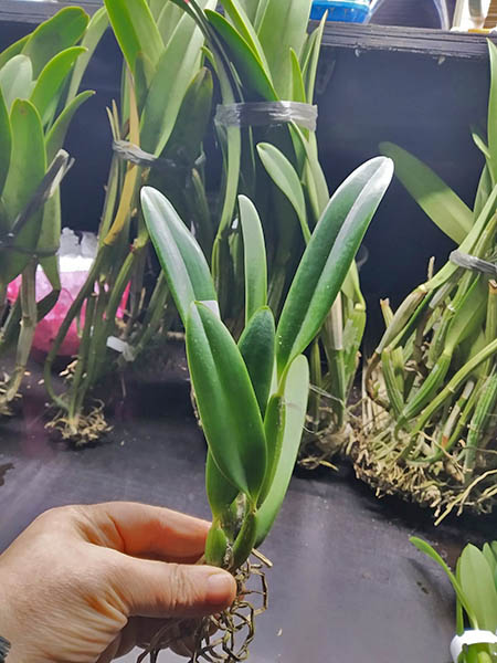 Laelia pumila coerulea 'D Rosinha' x coerulea 'Paraopeba'.jpg