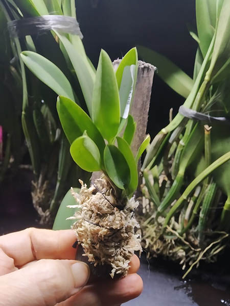 Laelia praestans concolor 'Colirio' x self.jpg