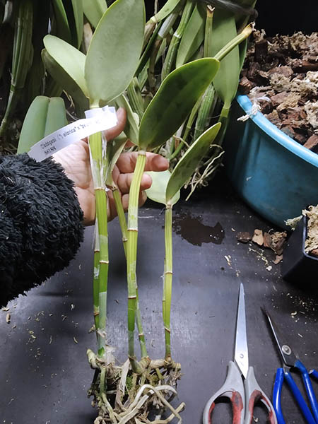 Cattleya loddigesii (pelorica x pelorica).jpg