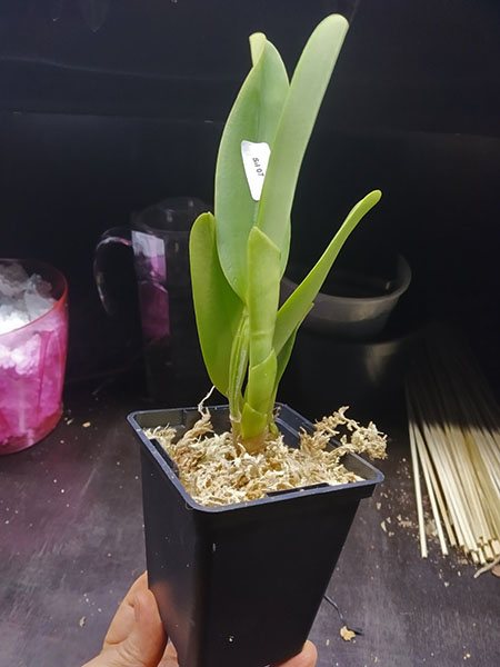 Cattleya labiata amesiana 'Gabriel Uliana' x labiata amesiana 'Caliman'.jpg