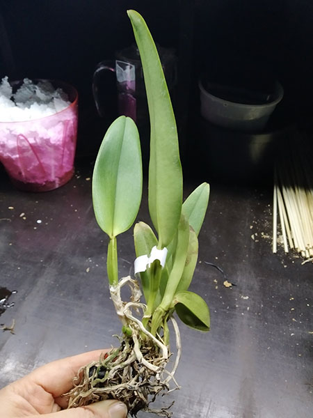 Cattleya labiata (semi-alba pincelada x semi-alba).jpg