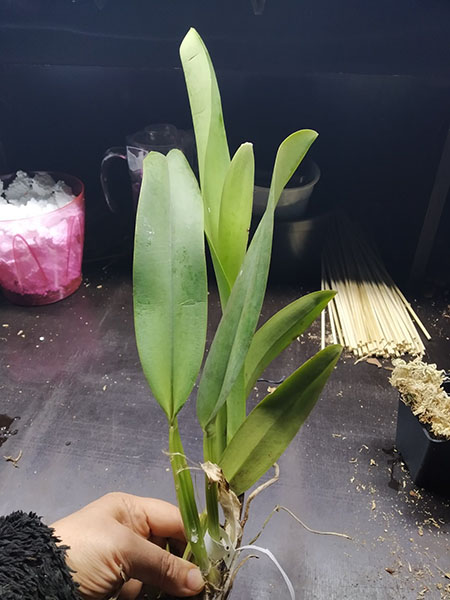 Cattleya gaskelliana (suave x semi-alba).jpg