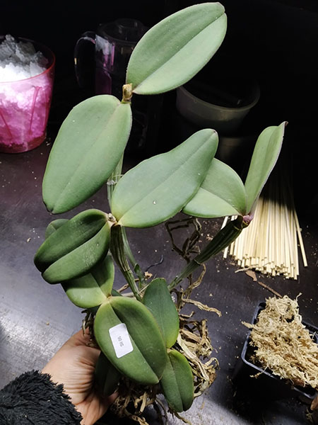 Cattleya schilleriana 'Formosinha' x 'Guarapari 4029'.jpg