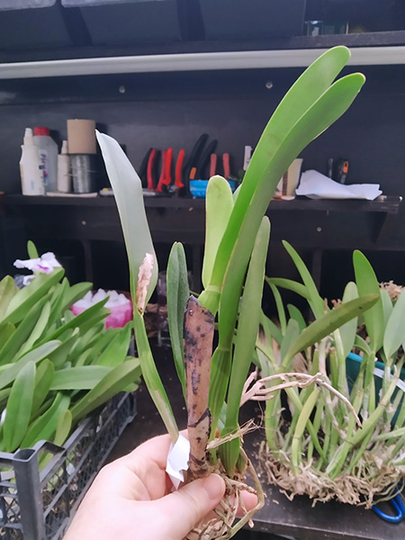 Cattleya mossiae alba.jpg