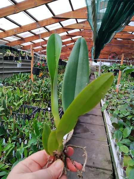 Cattleya labiata tipo 'Suprema' x labiata rubra 'Schuller'.jpg