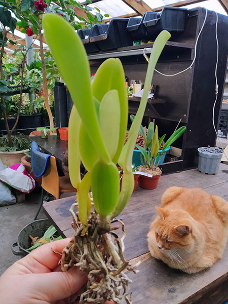 Cattleya warneri 'Donna Lourdes' x 'Santa Teresa'.jpg