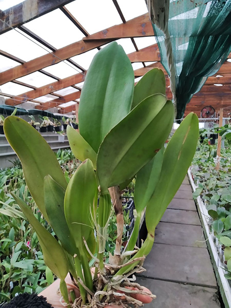 Cattleya Whitei coerulea.jpg