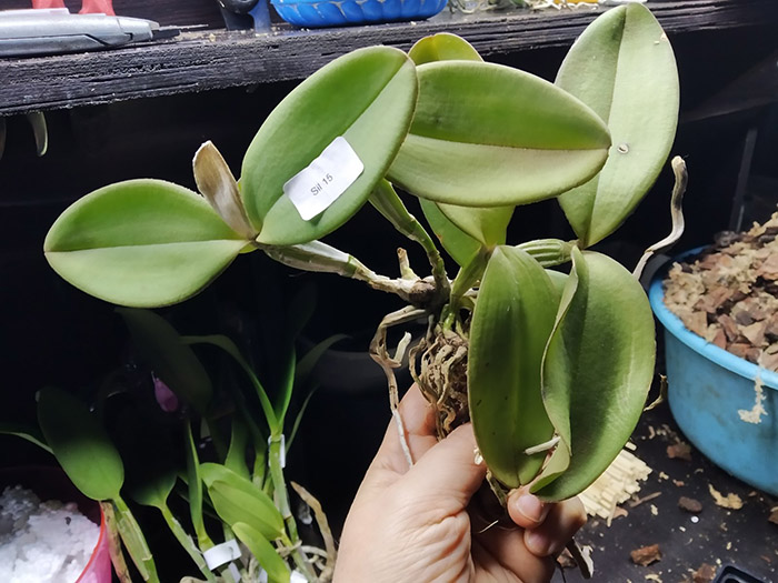 Cattleya schilleriana coerulea ('Bravim' x 'Santa Teresa').jpg