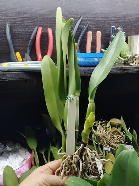 Cattleya warscewiczii semi-alba 'Orchiflaged' x semi-alba.jpg