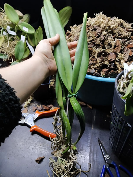 Laelia purpurata vinicolor x Cattleya mossiae alba.jpg