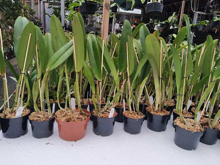 Cattleya labiata roxo bispo 'Urbano'.jpg