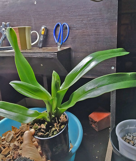 Paphiopedilum Arafura Sea x New Generation.jpg