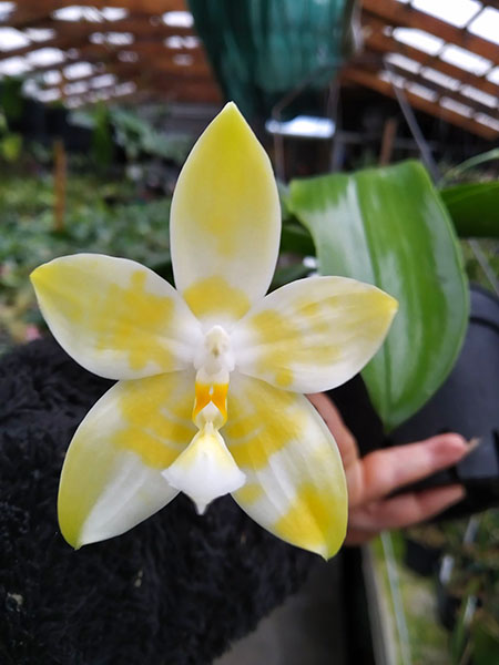 Phalaenopsis Yaphon Goodness (Yaphon Gem 'Yaphon' x amboinensis flava).jpg