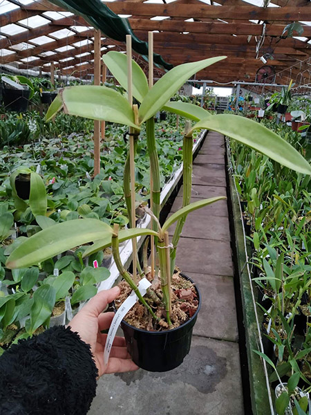 Cattleya loddigesii (pelorica x pelorica).jpg